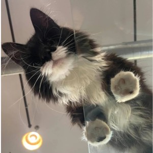 Cat standing on glass